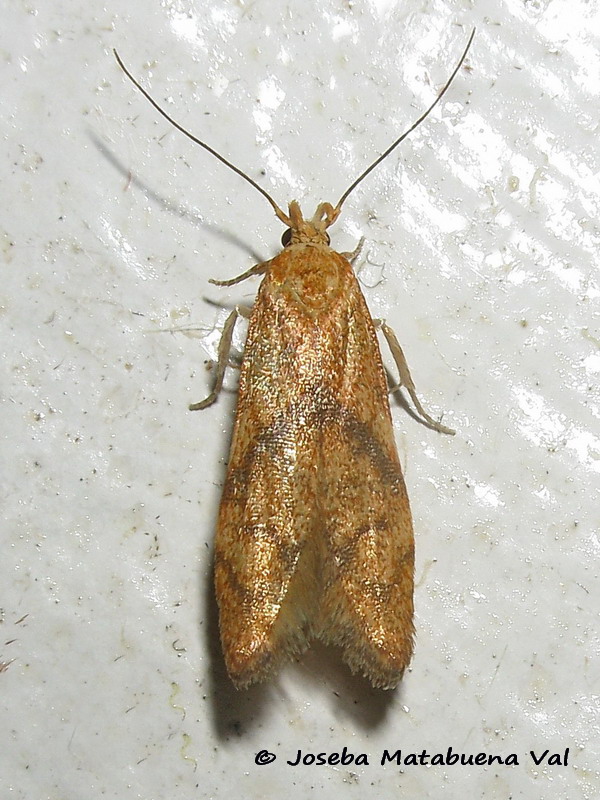 Blastobasis decolorella - Blastobasidae